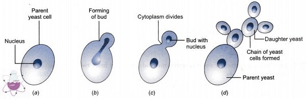 Yeast growth and reproduction