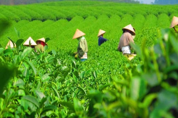 مزارع برداشت چای