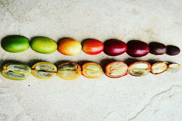 Evolution of coffee beans